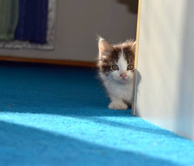 Kabarık safkan bir kedi yavrusu portresi