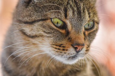 Kabarık bir safkan kedi portresi