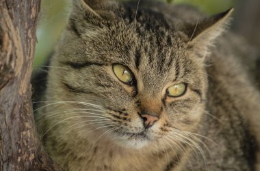 Kabarık bir safkan kedi portresi
