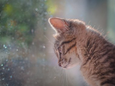 Kabarık safkan bir kedi yavrusu portresi