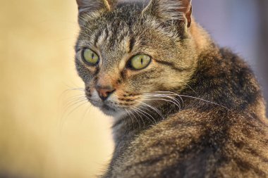 Kabarık bir safkan kedi portresi