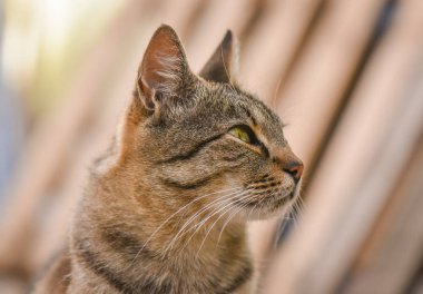 Kabarık bir safkan kedi portresi