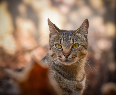 Kabarık bir safkan kedi portresi