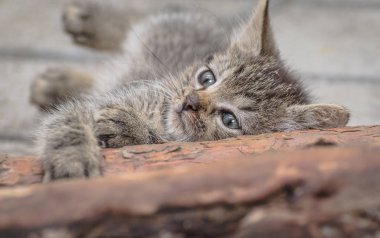 Kabarık safkan bir kedi yavrusu portresi