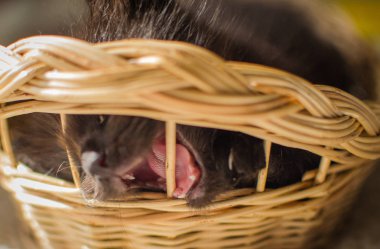 Kabarık safkan bir kedi yavrusu portresi