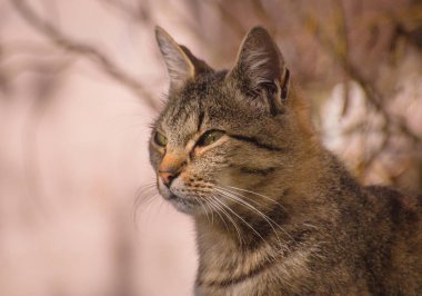 Kabarık bir safkan kedi portresi