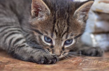 Kabarık safkan bir kedi yavrusu portresi