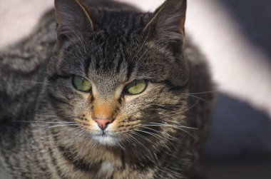 Kabarık bir safkan kedi portresi