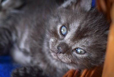 Kabarık safkan bir kedi yavrusu portresi