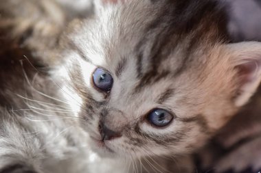 Kabarık safkan bir kedi yavrusu portresi