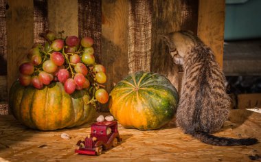 Kabarık safkan bir kedi yavrusu portresi