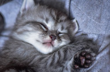 Kabarık safkan bir kedi yavrusu portresi