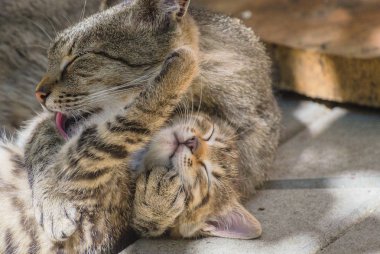 Kabarık bir safkan kedi portresi