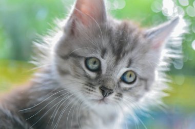 Kabarık safkan bir kedi yavrusu portresi