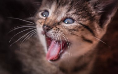 Kabarık safkan bir kedi yavrusu portresi