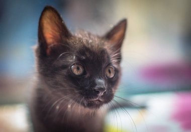 Kabarık safkan bir kedi yavrusu portresi