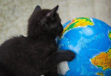 Kabarık safkan bir kedi yavrusu portresi