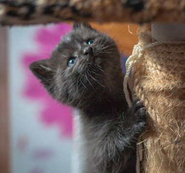 Kabarık safkan bir kedi yavrusu portresi