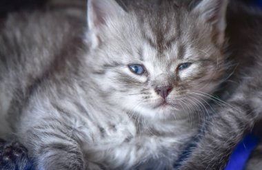 Kabarık safkan bir kedi yavrusu portresi