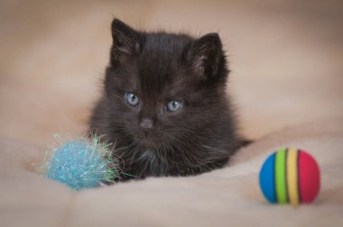 Kabarık safkan bir kedi yavrusu portresi