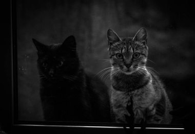 Kabarık bir safkan kedi portresi