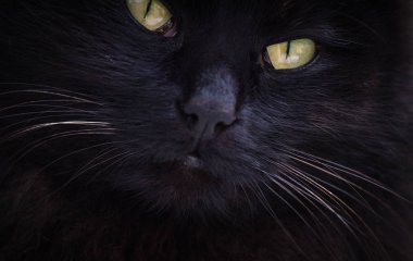 Kabarık bir safkan kedi portresi