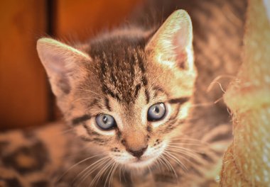 Kabarık safkan bir kedi yavrusu portresi