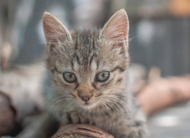 Kabarık safkan bir kedi yavrusu portresi