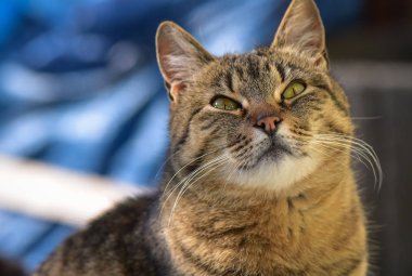 Kabarık bir safkan kedi portresi