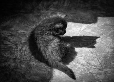 Kabarık safkan bir kedi yavrusu portresi