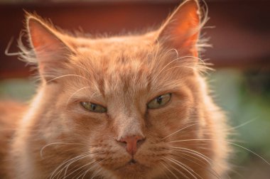 Kabarık bir safkan kedi portresi