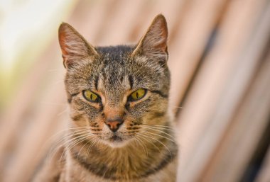 Kabarık bir safkan kedi portresi