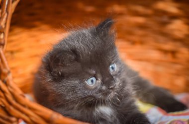 Kabarık safkan bir kedi yavrusu portresi