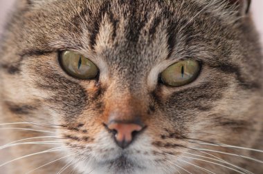 Kabarık bir safkan kedi portresi