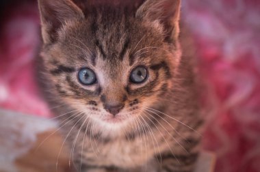 Kabarık safkan bir kedi yavrusu portresi