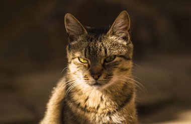 Kabarık bir safkan kedi portresi