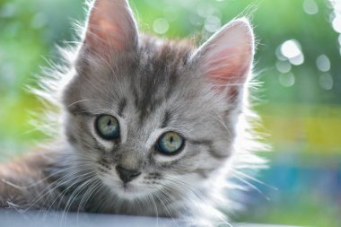 Kabarık safkan bir kedi yavrusu portresi