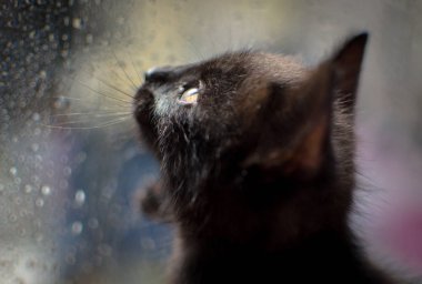 Kabarık safkan bir kedi yavrusu portresi