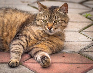 Kabarık bir safkan kedi portresi