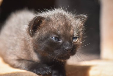 Kabarık safkan bir kedi yavrusu portresi