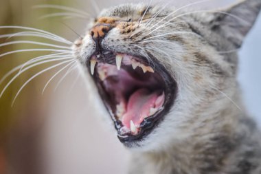 Kabarık bir safkan kedi portresi