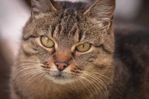 Porträt Einer Flauschigen Vollblutkatze — Stockfoto