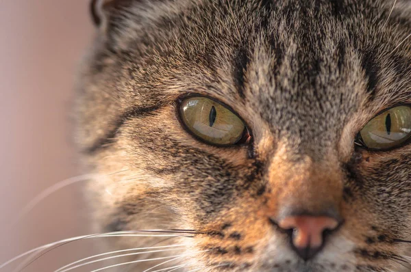 Portret Puszystego Kota Rasy Czystej — Zdjęcie stockowe