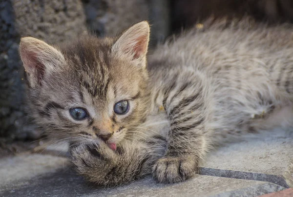 Portrait Fluffy Thoroughbred Kitten — Stock Photo, Image