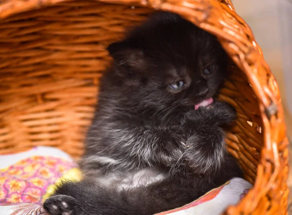 Portrait Fluffy Thoroughbred Kitten — Stock Photo, Image