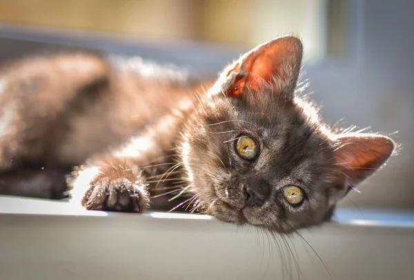 Portrait Fluffy Thoroughbred Kitten — Stock Photo, Image