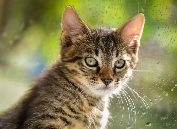 Portret Van Een Pluizig Volbloed Kitten — Stockfoto