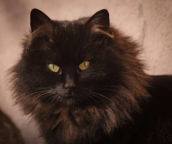 Portrait Fluffy Thoroughbred Cat — Stock Photo, Image