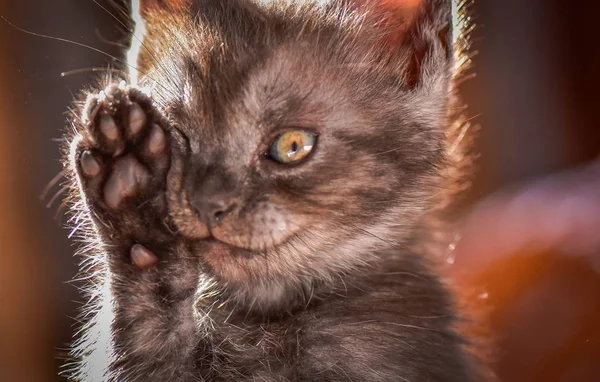 ふわふわサラブレッド子猫の肖像 — ストック写真