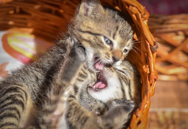 Retrato Gatinho Puro Sangue Fofo — Fotografia de Stock